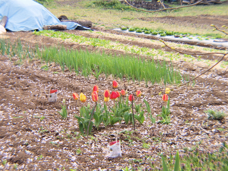 P4170618.JPG